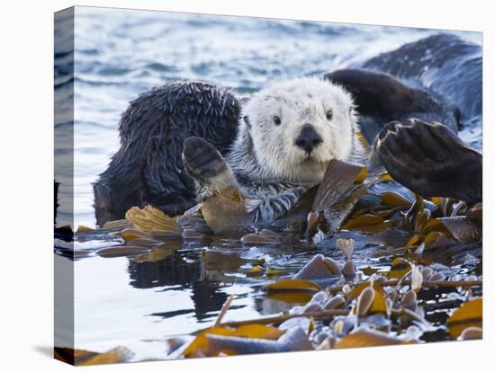 Sea Otter, San Luis Obispo County, California, USA-Cathy & Gordon Illg-Premier Image Canvas