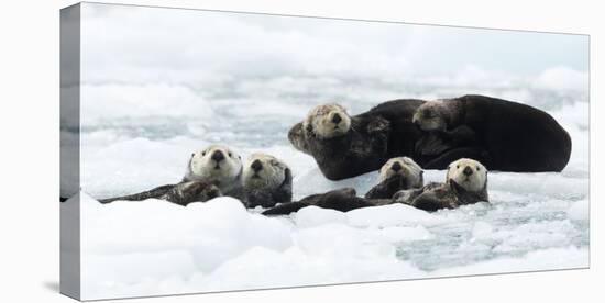 Sea otters (Enhydra lutris) resting on ice, Alaska, USA, June-Danny Green-Premier Image Canvas