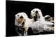 Sea Otters-null-Stretched Canvas