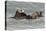 Sea Otters-Ken Archer-Premier Image Canvas