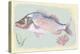 Sea Perch on Retro Style Background-Milovelen-Stretched Canvas