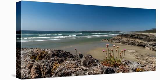 Sea pink (Armeria maritima) wildflowers on Long Beach, Pacific Rim National Park Reserve, Vancou...-null-Premier Image Canvas