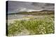 Sea rocket growing on the Strand at Derrynane House, Ring of Kerry, County Kerry, Munster, Republic-Nigel Hicks-Premier Image Canvas