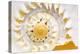 Sea Shell Abst No.4-Shams Rasheed-Premier Image Canvas