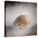 Sea Shell and Pearls-Jai Johnson-Premier Image Canvas