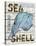 Sea Shell Blue-Karen J^ Williams-Stretched Canvas