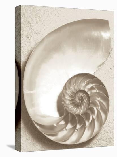 Sea Shell-Doug Chinnery-Premier Image Canvas