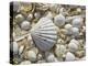 Sea Shells, Hebrides, Scotland, United Kingdom, Europe-Mark Harding-Premier Image Canvas