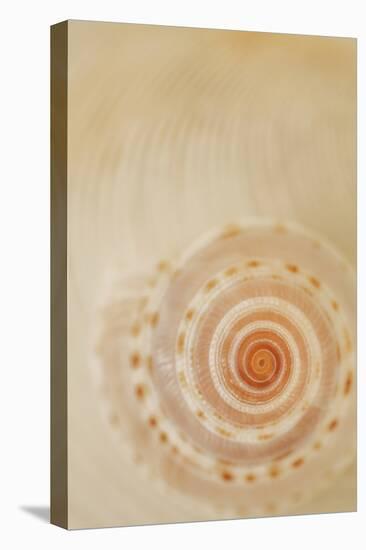 Sea Shells I-Karyn Millet-Premier Image Canvas