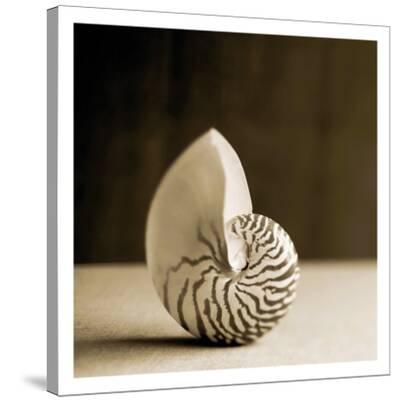 'Sea Shells III' Stretched Canvas Print | Art.com
