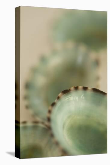 Sea Shells IV-Karyn Millet-Premier Image Canvas