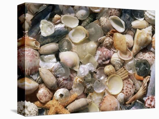 Sea Shells on the Sea Shore, Florida, USA-Lynn M. Stone-Premier Image Canvas