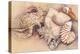 Sea Shells-Joanne Porter-Premier Image Canvas