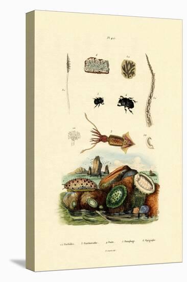 Sea Slug, 1833-39-null-Premier Image Canvas