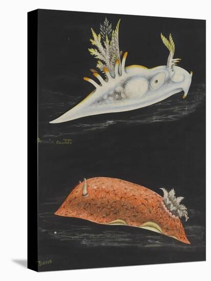 Sea Slugs-Philip Henry Gosse-Premier Image Canvas