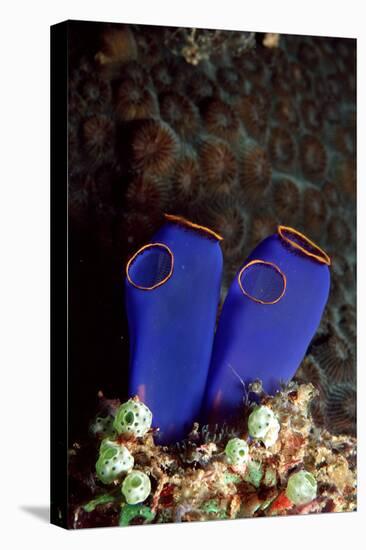 Sea Squirt Tunicates (Ascidia), Pacific Ocean, Panglao Island.-Reinhard Dirscherl-Premier Image Canvas