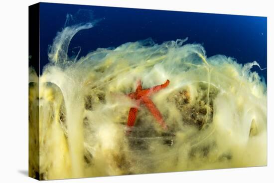 Sea Star (Hacelia Attenuata) on Coral Covered with Mucilage-Franco Banfi-Premier Image Canvas
