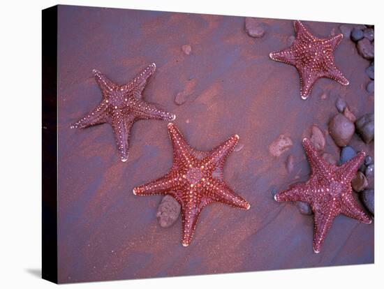 Sea Stars on Red Sandy Beach, Rabida Island, Galapagos Islands, Ecuador-Jack Stein Grove-Premier Image Canvas