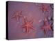 Sea Stars on Red Sandy Beach, Rabida Island, Galapagos Islands, Ecuador-Jack Stein Grove-Premier Image Canvas