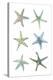 Sea Stars-Sandra Jacobs-Stretched Canvas