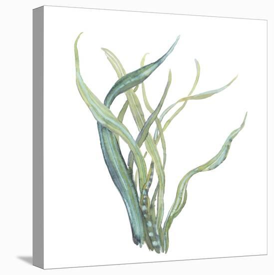 Sea Tangle IV-Sandra Jacobs-Stretched Canvas
