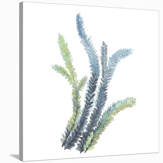 Sea Tangle VI-Sandra Jacobs-Stretched Canvas