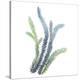 Sea Tangle VI-Sandra Jacobs-Stretched Canvas