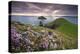 Sea Thrift (Armeria Maritima) growing on the Cornish clifftops at The Rumps, looking towards The Mo-Adam Burton-Premier Image Canvas