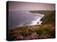 Sea Thrift growing on the clifftops above Land's End, Cornwall, England. Spring (May) 2009-Adam Burton-Premier Image Canvas