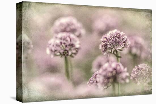 Sea Thrift I-Kathy Mahan-Premier Image Canvas