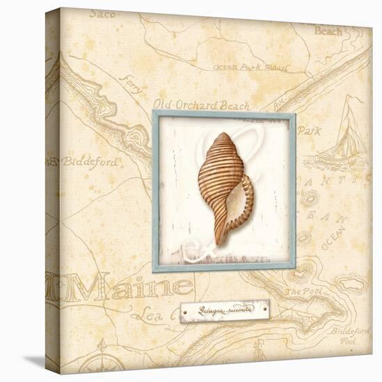 Sea Treasure IV-Charlene Audrey-Stretched Canvas