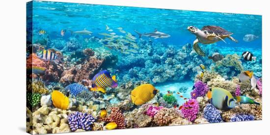 Sea Turtle and fish, Maldivian Coral Reef-Pangea Images-Stretched Canvas