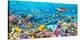 Sea Turtle and fish, Maldivian Coral Reef-Pangea Images-Stretched Canvas