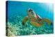 Sea Turtle close up over Coral Reef in Hawaii-tropicdreams-Premier Image Canvas