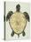 Sea Turtle in Black and Gold-Cat Coquillette-Stretched Canvas