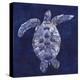 Sea Turtle Shadow II-Grace Popp-Stretched Canvas