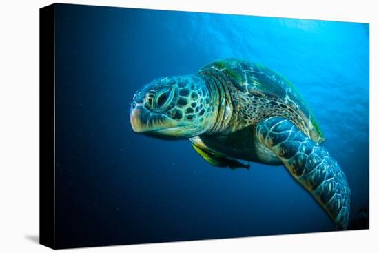 Sea Turtle Swimming Bunaken Sulawesi Indonesia Mydas Chelonia Underwater Photo-fenkieandreas-Premier Image Canvas