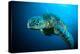 Sea Turtle Swimming Bunaken Sulawesi Indonesia Mydas Chelonia Underwater Photo-fenkieandreas-Premier Image Canvas