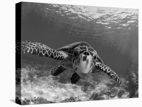 Sea Turtle, Swimming Underwater, Nosy Be, North Madagascar-Inaki Relanzon-Premier Image Canvas