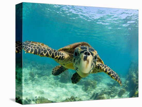 Sea Turtle, Swimming Underwater, Nosy Be, North Madagascar-Inaki Relanzon-Premier Image Canvas