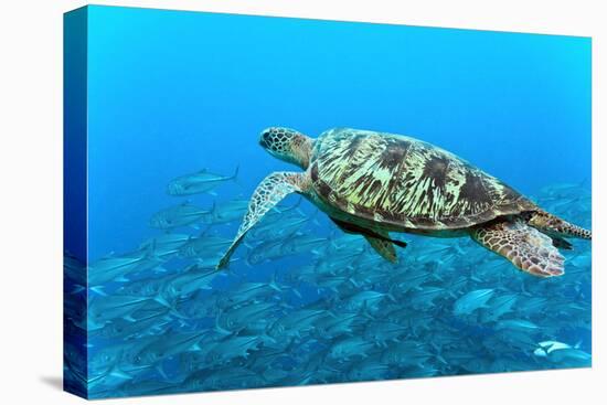 Sea Turtle-Krzysztof Odziomek-Premier Image Canvas