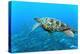 Sea Turtle-Krzysztof Odziomek-Premier Image Canvas
