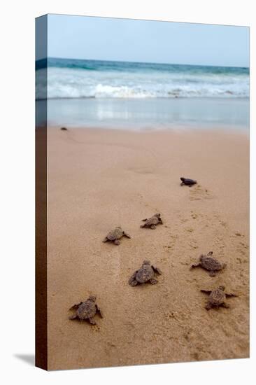 Sea Turtles Hatching-Lantern Press-Stretched Canvas