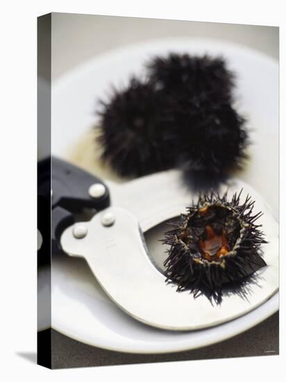 Sea Urchin with Scissors-null-Premier Image Canvas