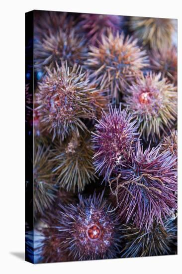 Sea Urchins for sale, Cadiz, Andalusia, Spain-null-Premier Image Canvas