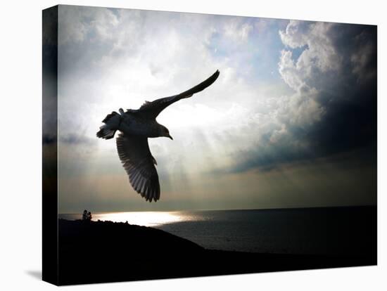 Seagul in flight over Lake Michigan beach, Indiana Dunes, Indiana, USA-Anna Miller-Premier Image Canvas