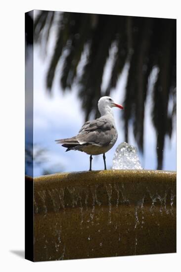 Seagul on Sausalito Fountain, Marin County, California-Anna Miller-Premier Image Canvas