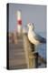 Seagull at the Lake Ontario Pier, Rochester, New York, USA-Cindy Miller Hopkins-Premier Image Canvas