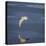 Seagull Flying over the Sea-Arctic-Images-Premier Image Canvas