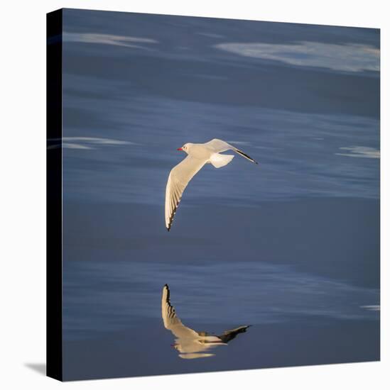 Seagull Flying over the Sea-Arctic-Images-Premier Image Canvas